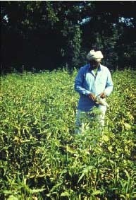farmer checks his field